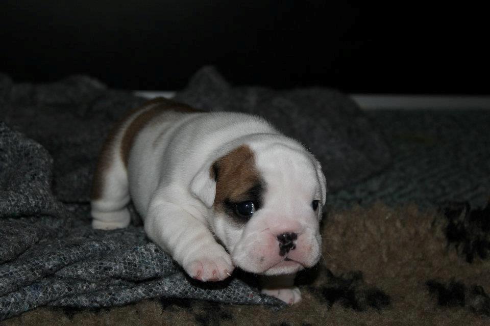 Engelsk bulldog Sookie - Molosshusets Madame Tussaud billede 8