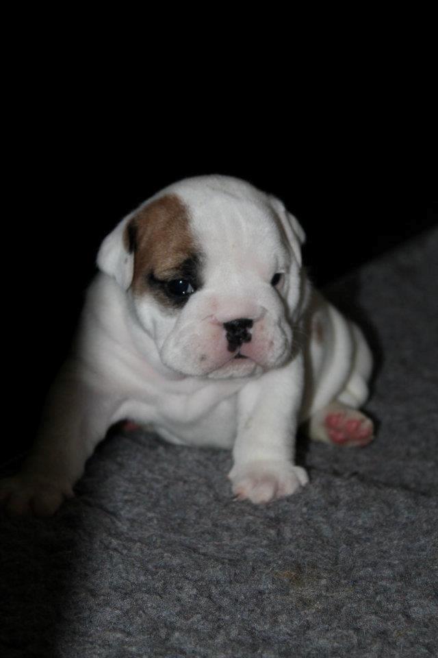 Engelsk bulldog Sookie - Molosshusets Madame Tussaud billede 9