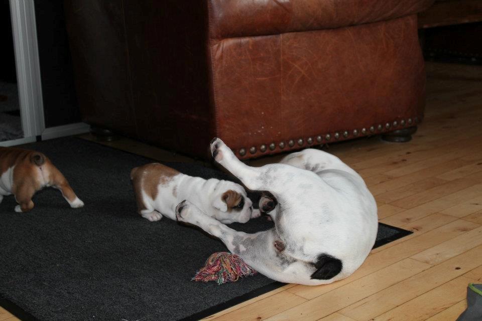 Engelsk bulldog Sookie - Molosshusets Madame Tussaud billede 10