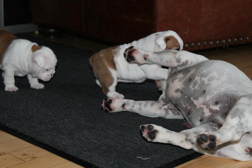 Engelsk bulldog Sookie - Molosshusets Madame Tussaud billede 11