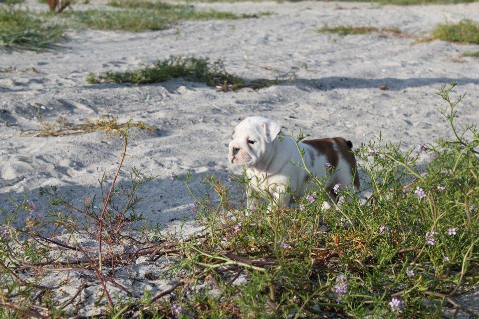 Engelsk bulldog Sookie - Molosshusets Madame Tussaud billede 12