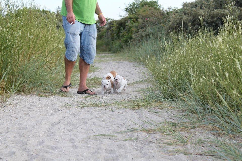 Engelsk bulldog Sookie - Molosshusets Madame Tussaud billede 13