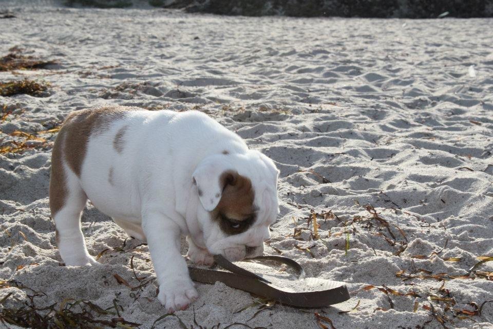 Engelsk bulldog Sookie - Molosshusets Madame Tussaud billede 14