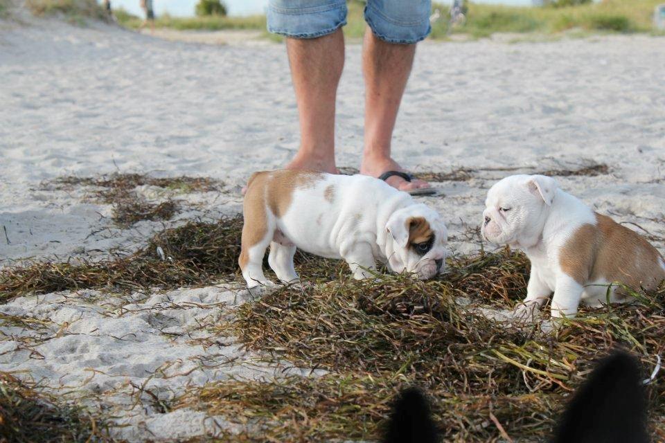 Engelsk bulldog Sookie - Molosshusets Madame Tussaud billede 15