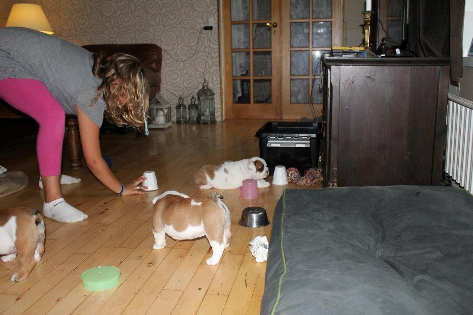 Engelsk bulldog Sookie - Molosshusets Madame Tussaud billede 16