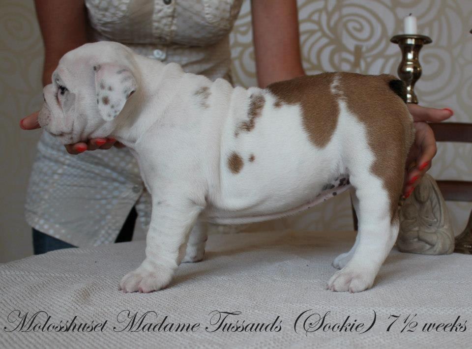 Engelsk bulldog Sookie - Molosshusets Madame Tussaud billede 1