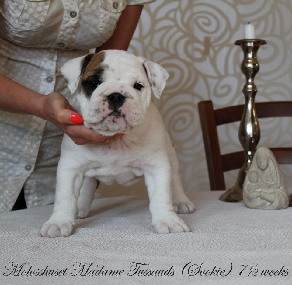 Engelsk bulldog Sookie - Molosshusets Madame Tussaud billede 17