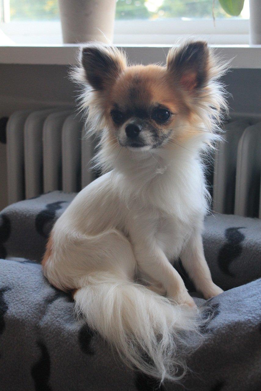 Chihuahua House Of Holtens Brise (Nellie) - Fiiin :) Nellie 1½ år gammel! billede 5