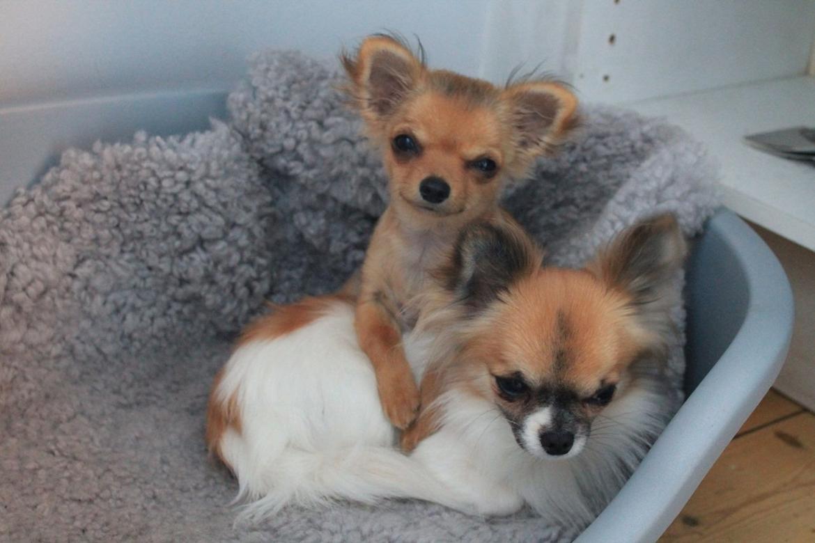Chihuahua House Of Holtens Brise (Nellie) - Nellie med søster Ronja :) billede 6