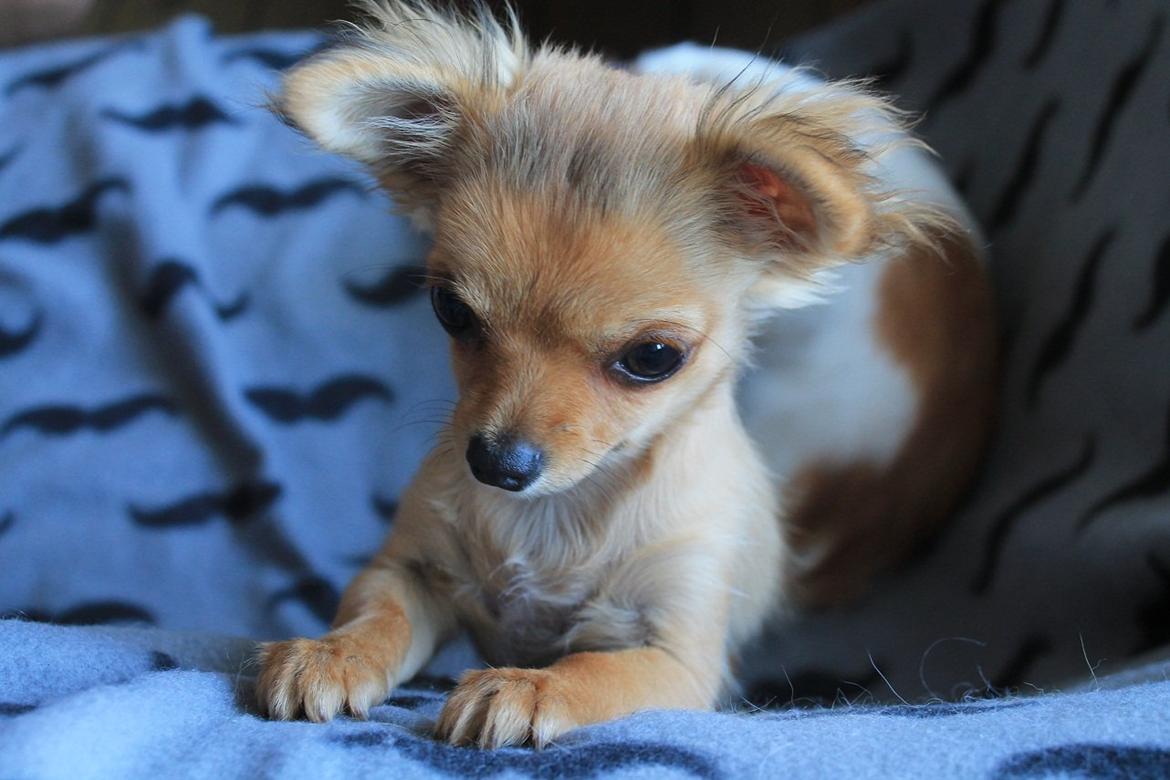 Chihuahua House Of Holtens Delicia (Ronja) - 4,5 måneder :) billede 3