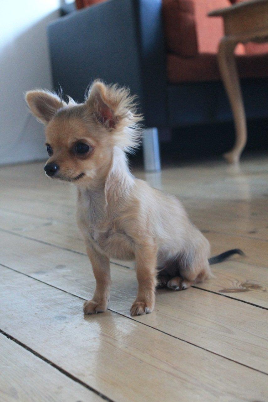 Chihuahua House Of Holtens Delicia (Ronja) - 4,5 måneder. billede 2