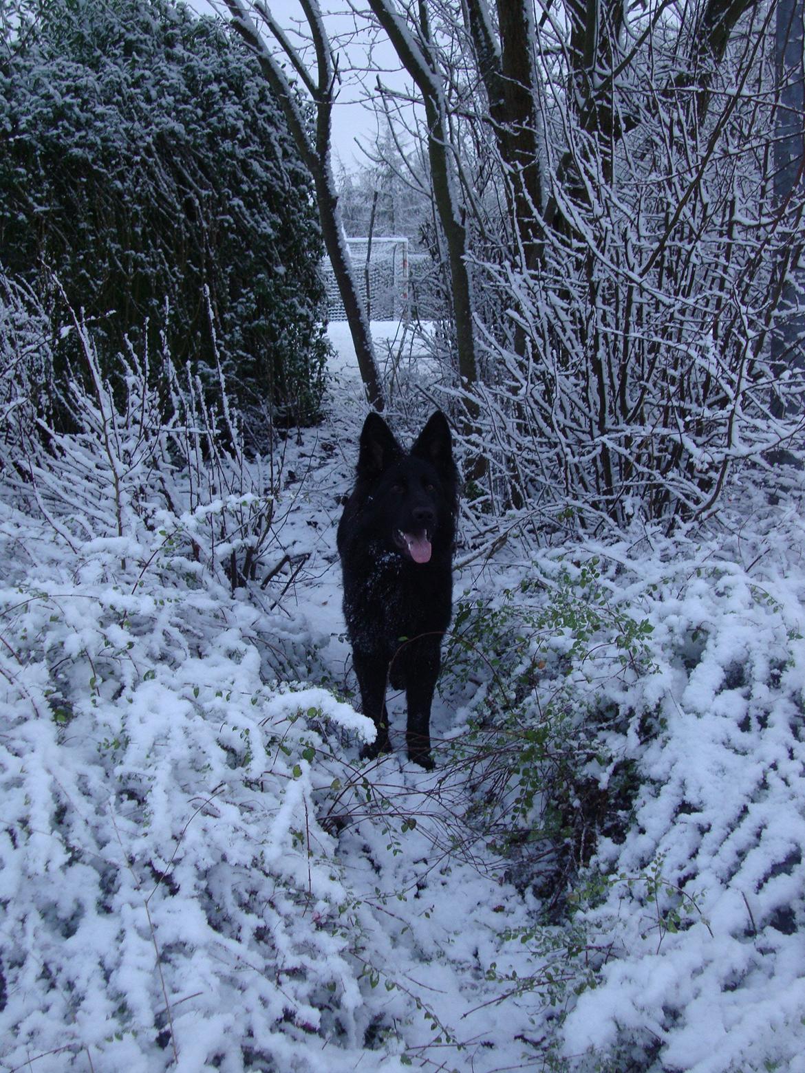 Schæferhund Volvo billede 3