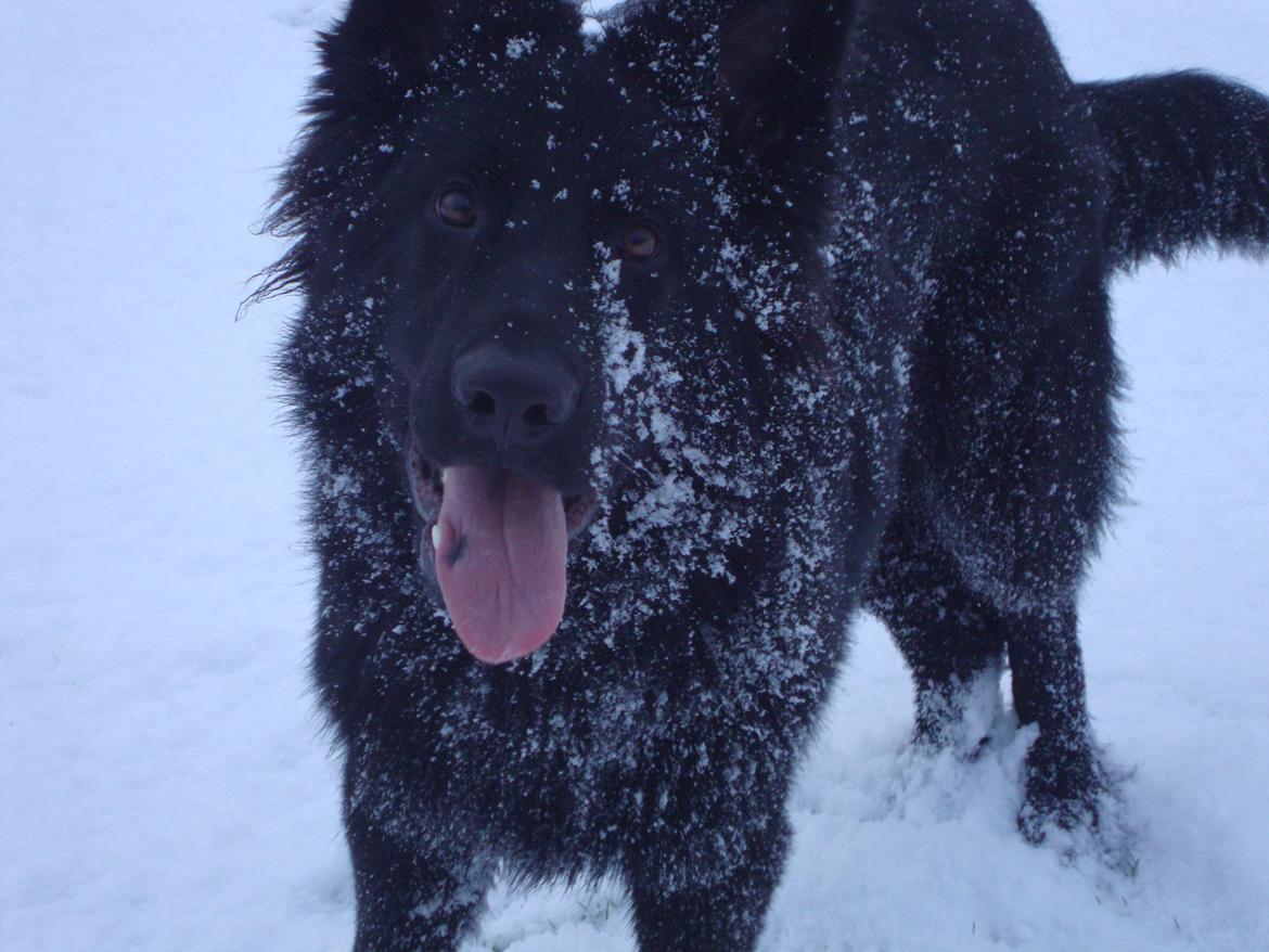 Schæferhund Volvo billede 2