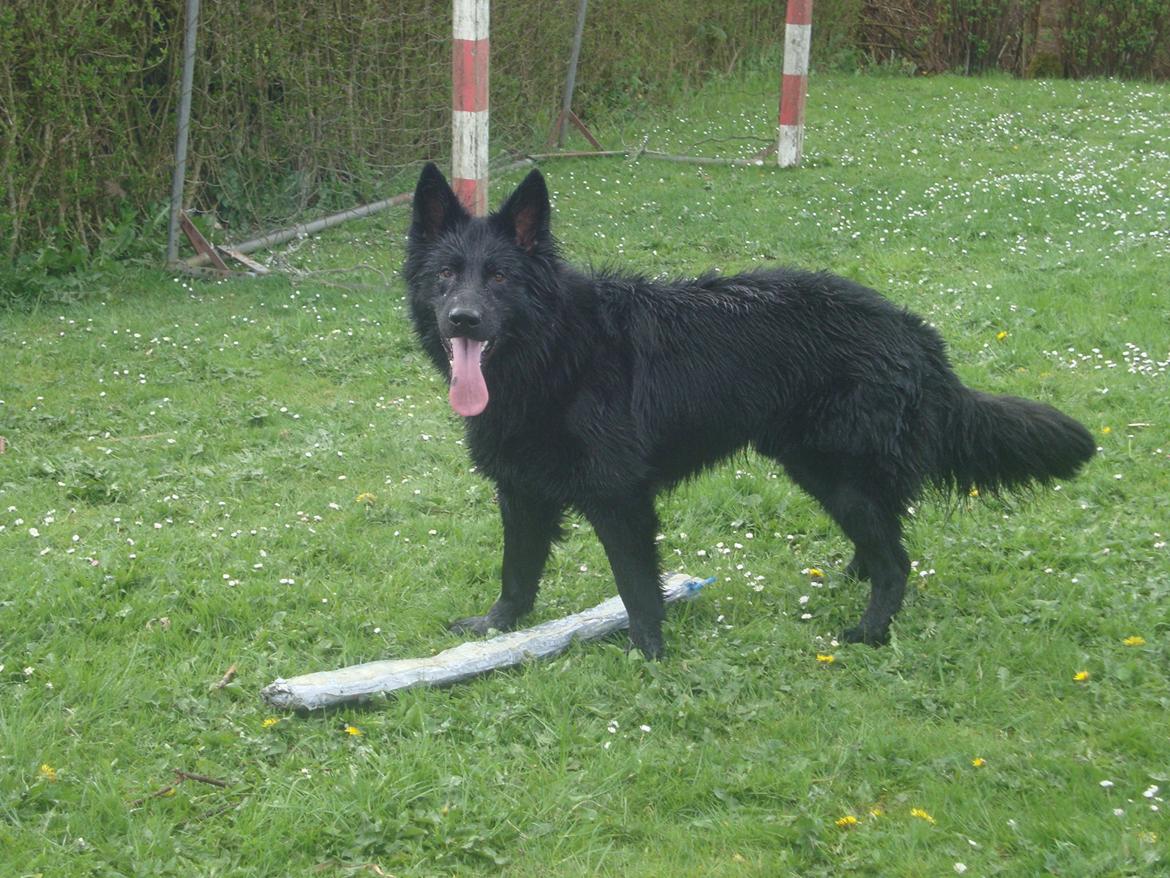 Schæferhund Volvo billede 5