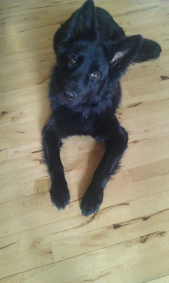 Schæferhund Volvo billede 9