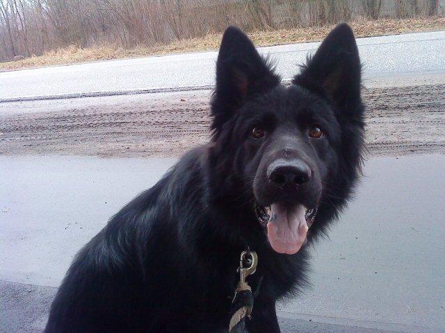 Schæferhund Volvo billede 8