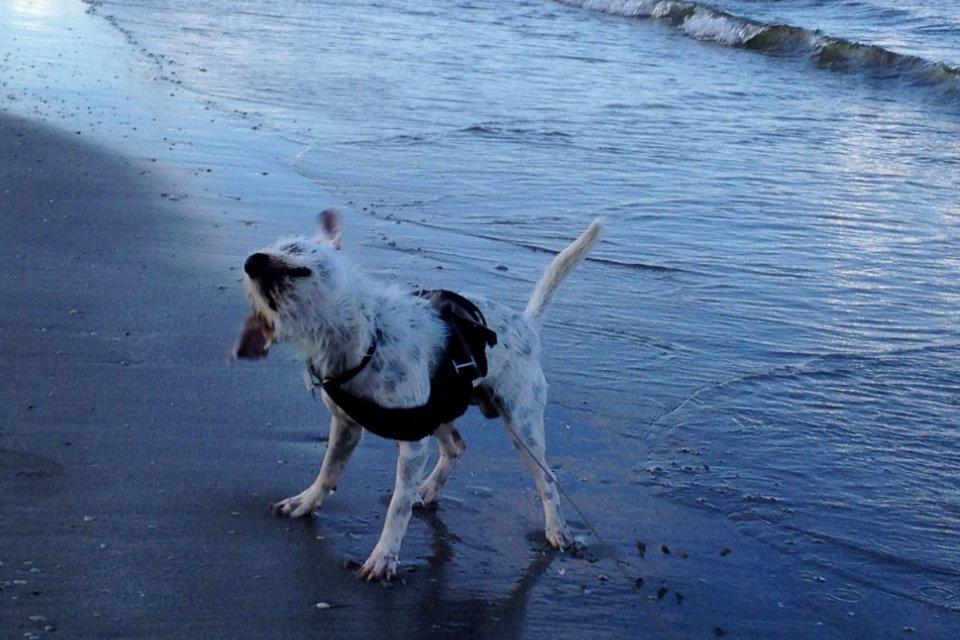 Jack russell terrier Vaks - Vaks ryster sig efter en frisk svømmetur i havet!:-)
 billede 14