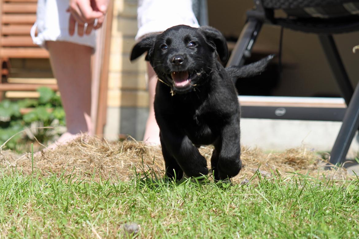 Labrador retriever Baunse billede 5