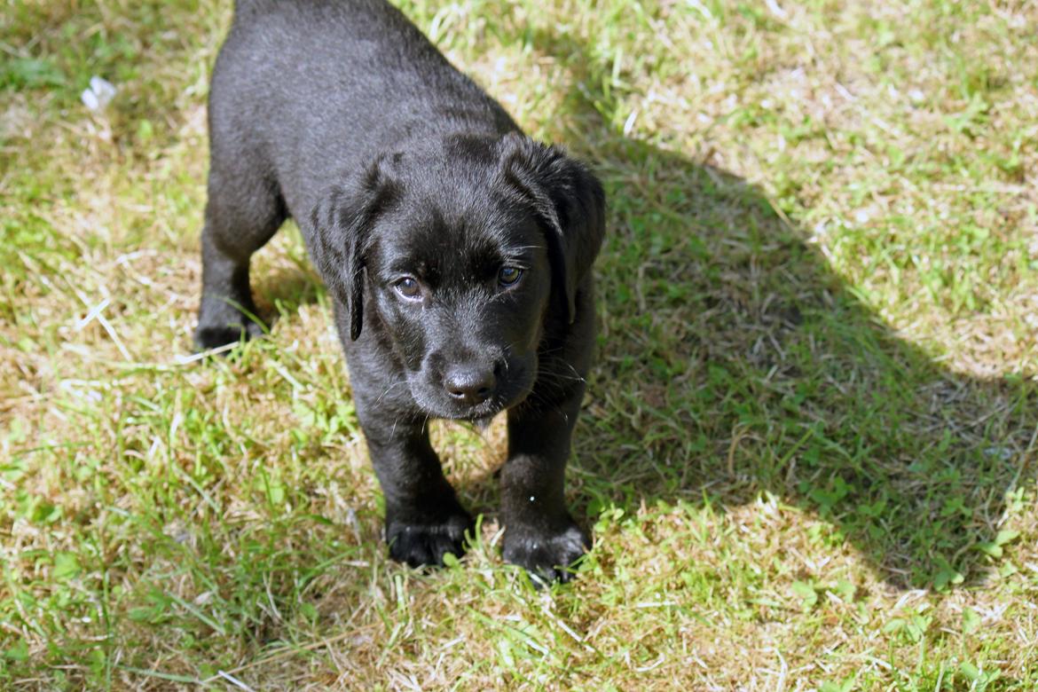 Labrador retriever Baunse billede 6