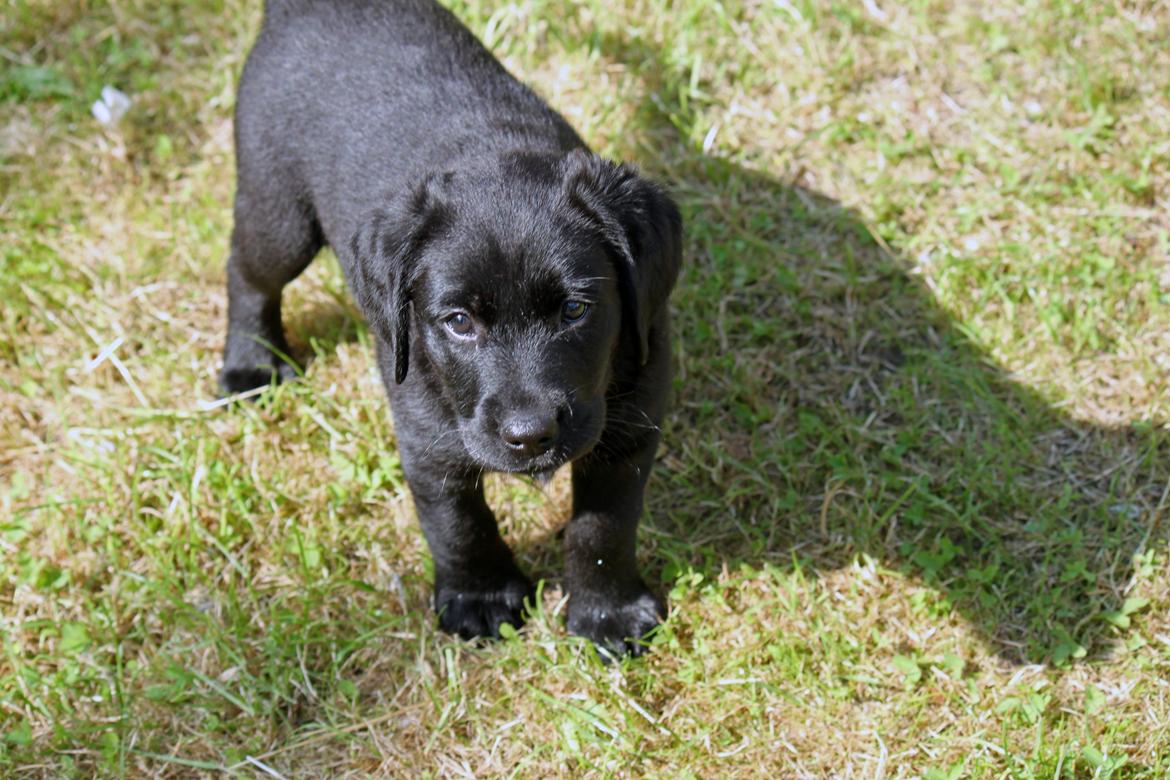 Labrador retriever Baunse billede 7