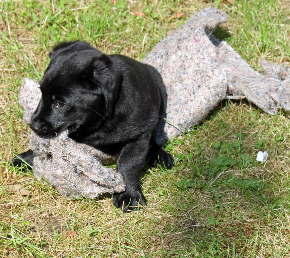 Labrador retriever Baunse billede 8