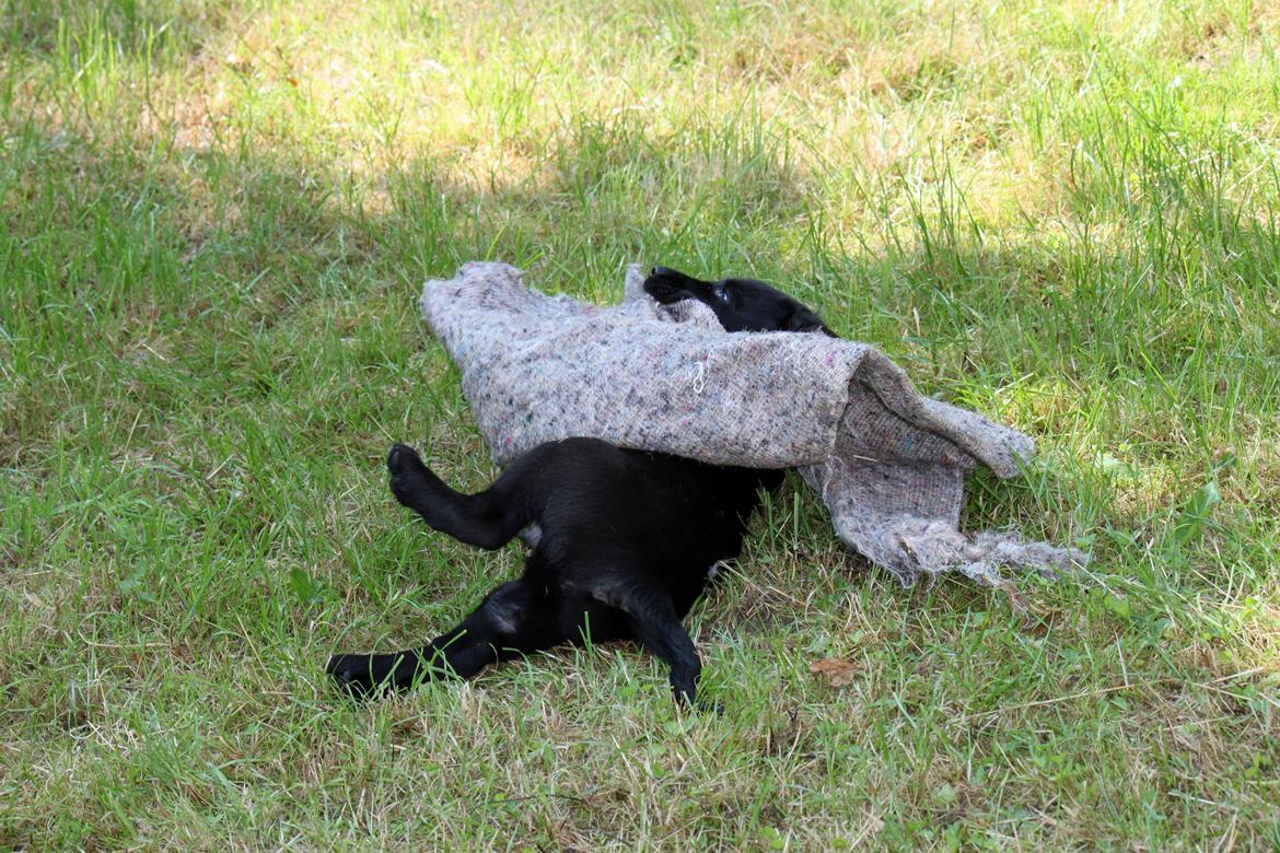 Labrador retriever Baunse billede 9