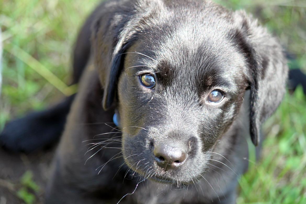 Labrador retriever Baunse billede 10