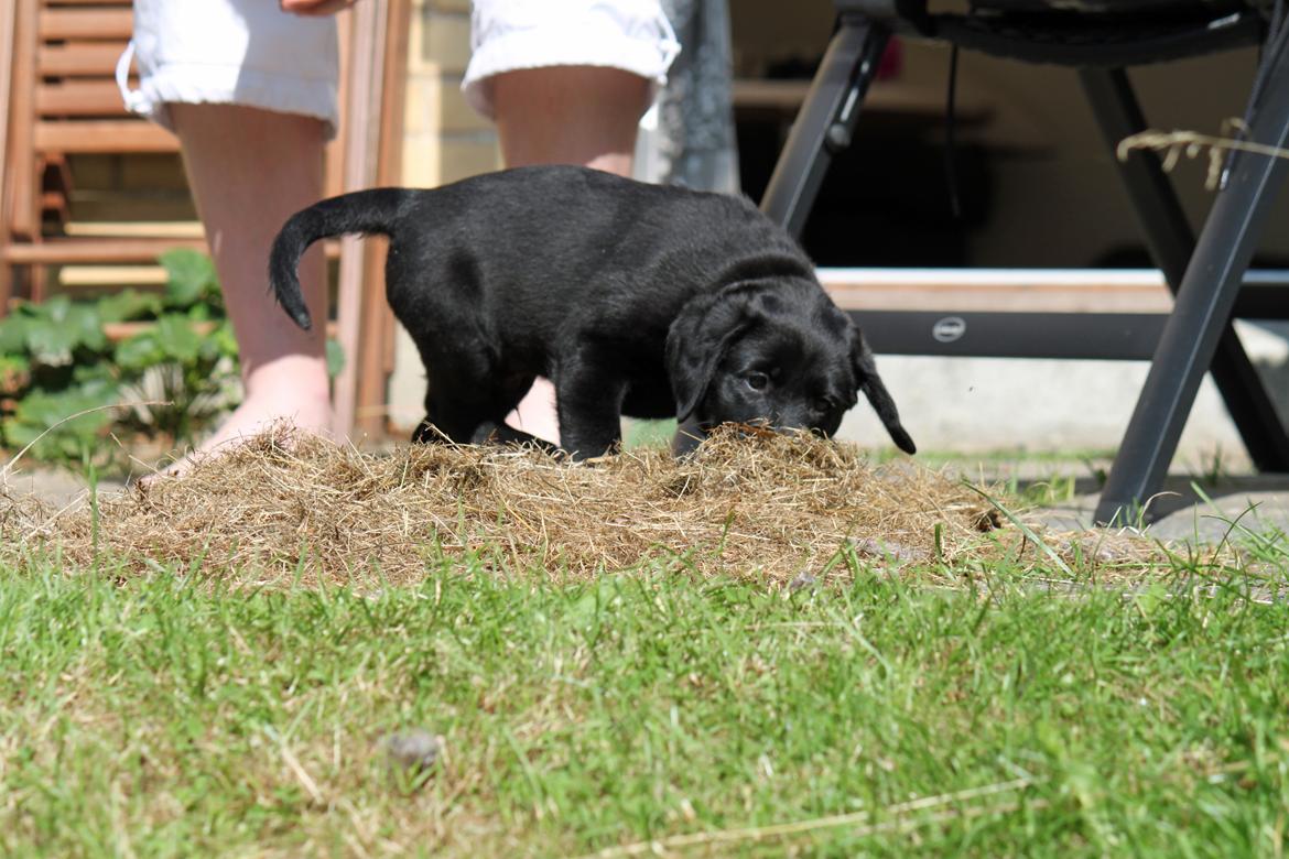 Labrador retriever Baunse billede 11