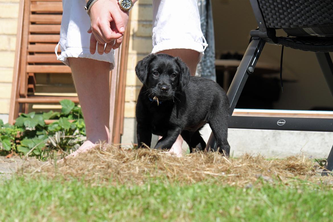 Labrador retriever Baunse billede 12
