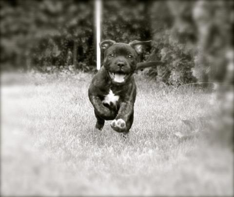Staffordshire bull terrier Runstaffs Let's Rock Reggae - En glad lille vaps billede 3
