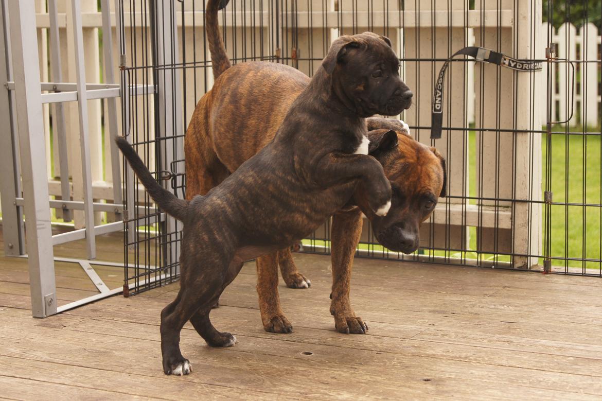 Staffordshire bull terrier Runstaffs Let's Rock Reggae - Reggae leger med moster billede 14