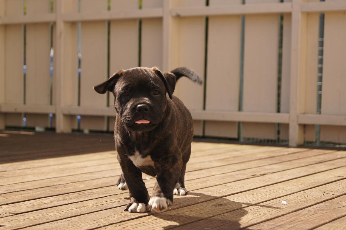 Staffordshire bull terrier Runstaffs Let's Rock Reggae billede 8