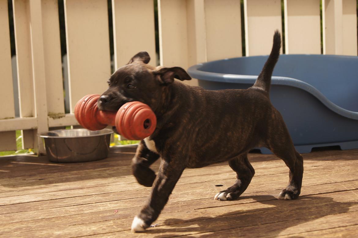 Staffordshire bull terrier Runstaffs Let's Rock Reggae billede 15