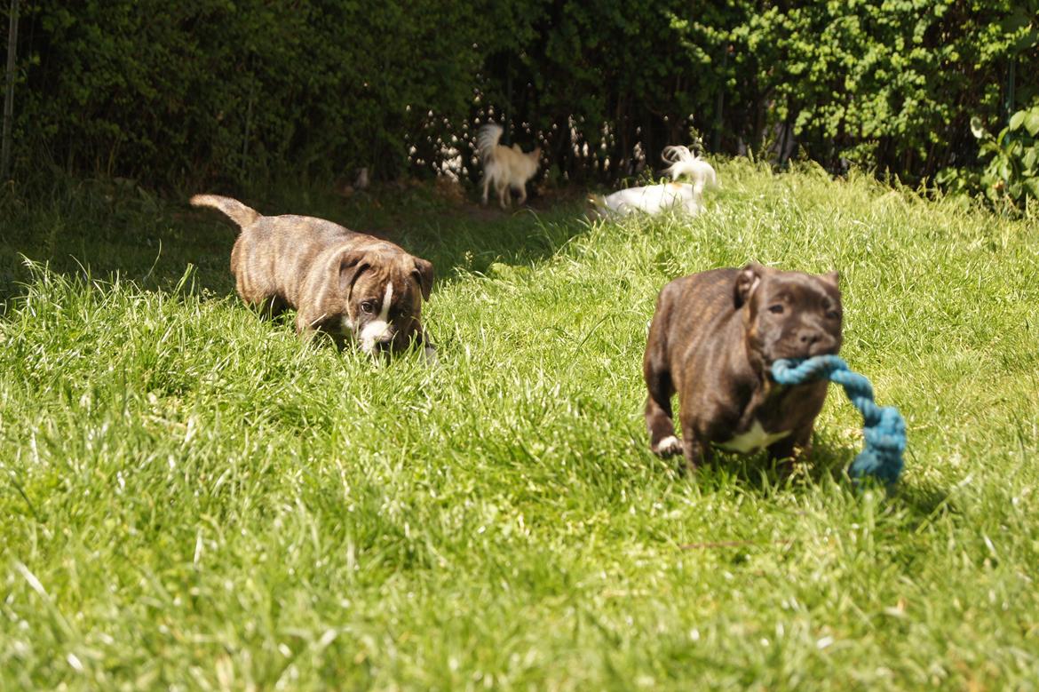 Staffordshire bull terrier Runstaffs Let's Rock Reggae - Reggae løber fra sin bror Charlie billede 13