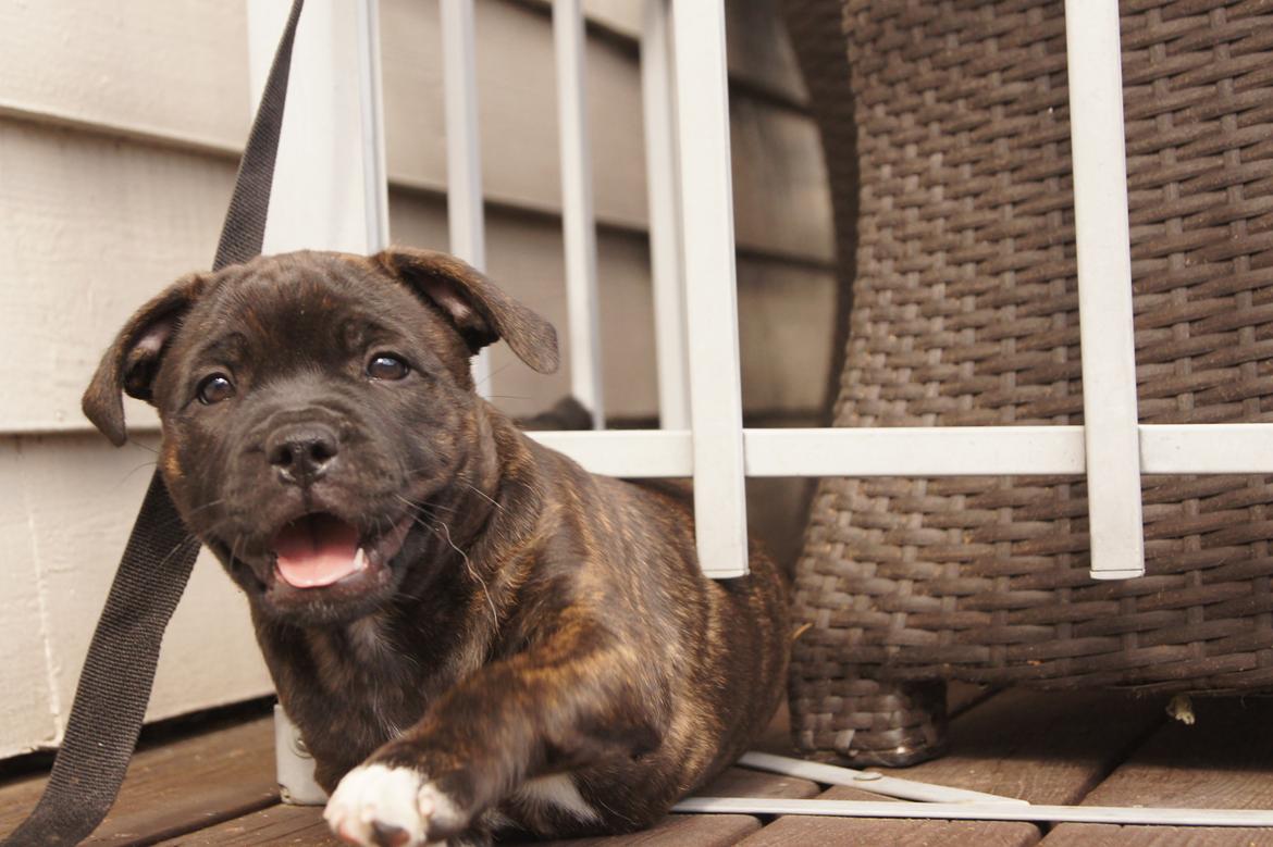 Staffordshire bull terrier Runstaffs Let's Rock Reggae billede 6