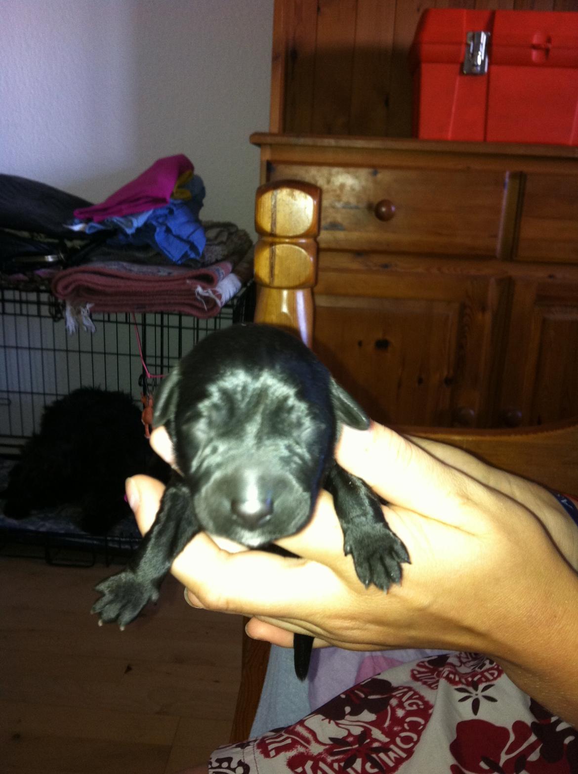 Blanding af racer Pixie billede 20