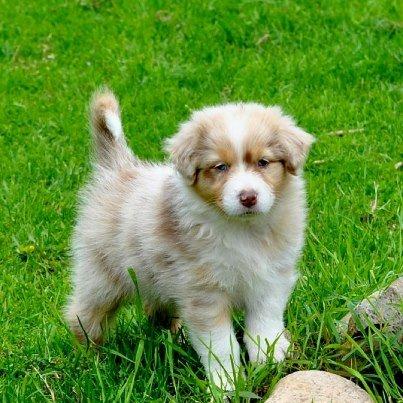 Australian shepherd Godrumgaards Mirell billede 1