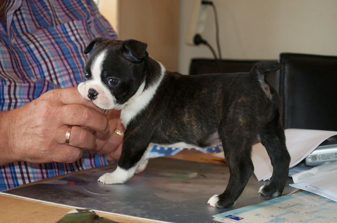 Boston terrier Viggo billede 5