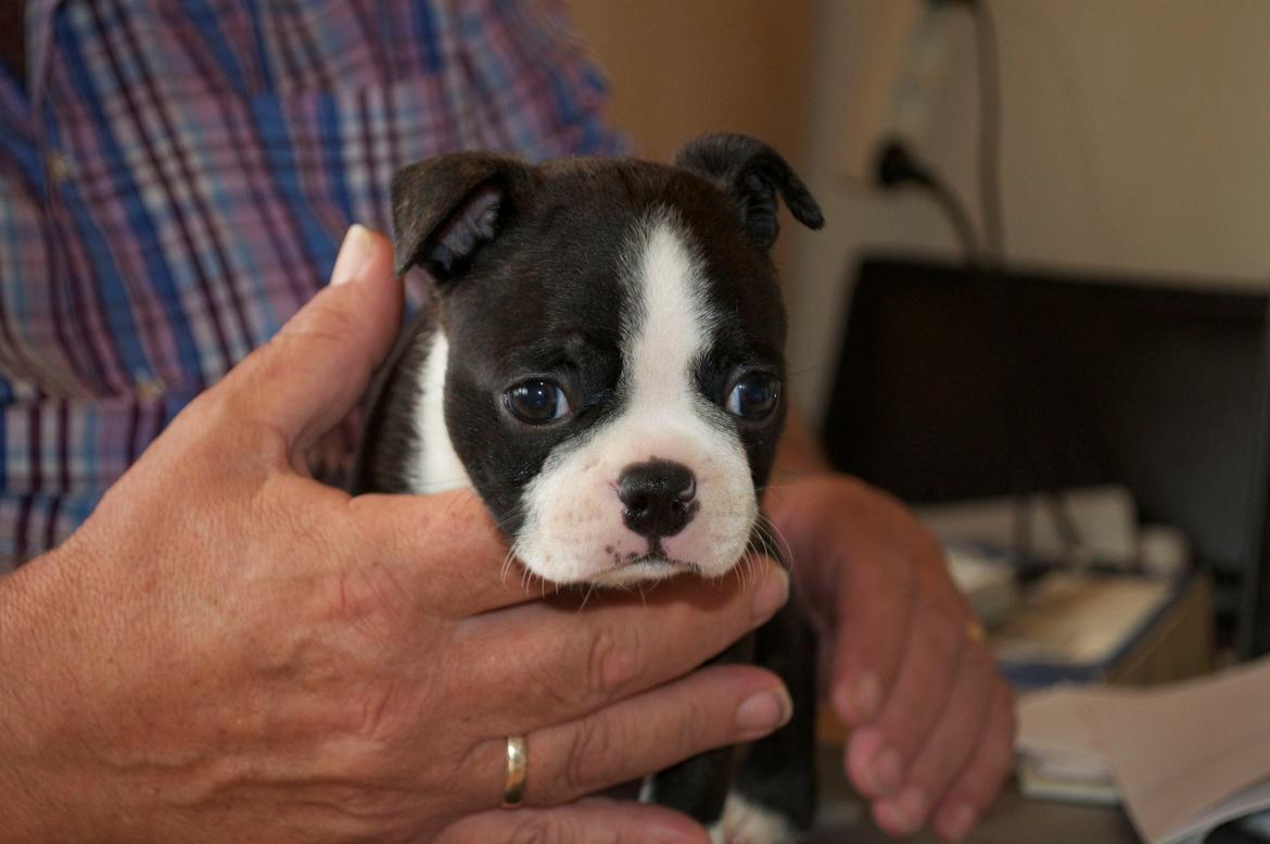Boston terrier Viggo billede 3