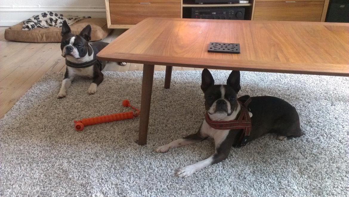 Boston terrier Viggo billede 2