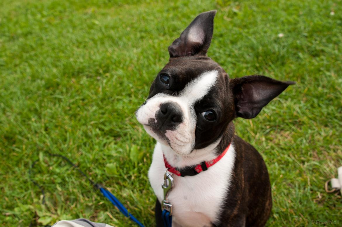 Boston terrier Viggo billede 1