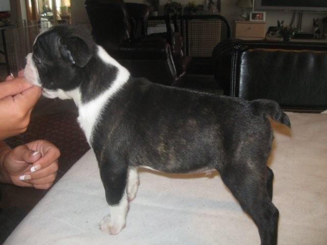 Boston terrier Viggo billede 4