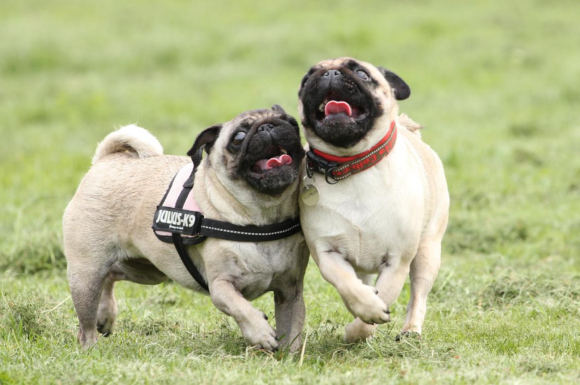 Mops Zoe - Rullepølsen billede 6