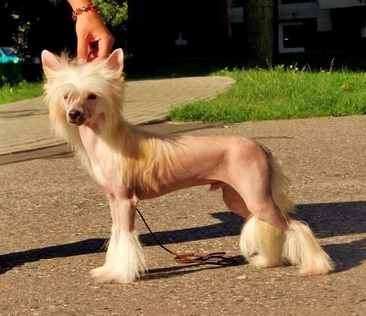Chinese crested hårløs Instant Magic Sasima billede 1