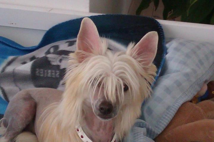 Chinese crested hårløs Instant Magic Sasima billede 2