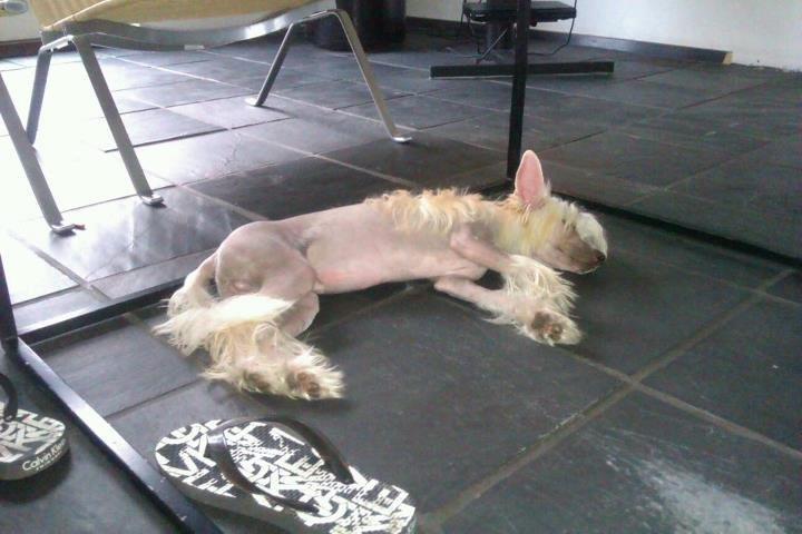 Chinese crested hårløs Instant Magic Sasima billede 3