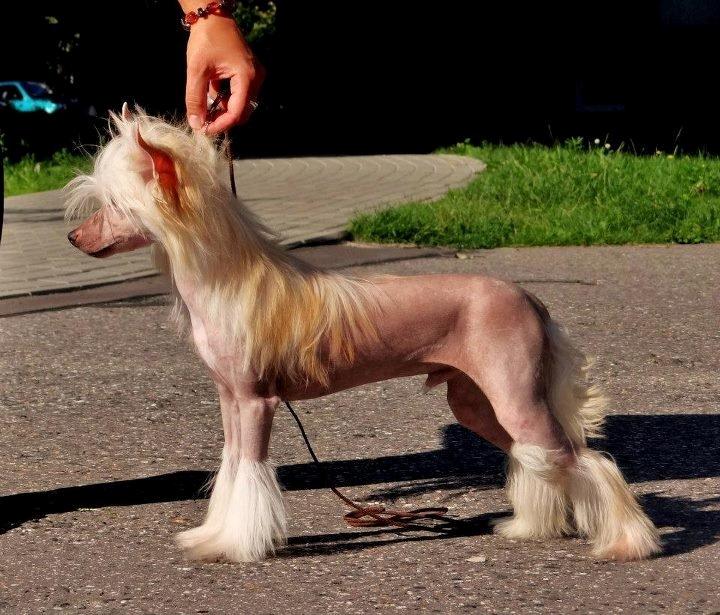 Chinese crested hårløs Instant Magic Sasima billede 4