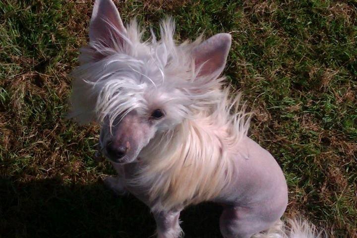 Chinese crested hårløs Instant Magic Sasima billede 5