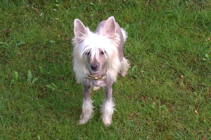 Chinese crested hårløs Instant Magic Sasima billede 6