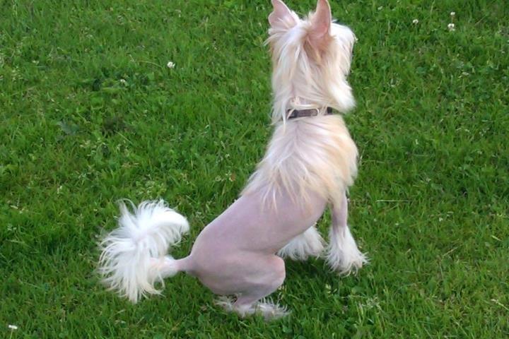 Chinese crested hårløs Instant Magic Sasima billede 7